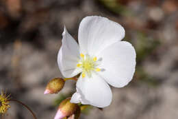 Image of Drosera menziesii subsp. penicillaris (Benth.) N. Marchant & Lowrie