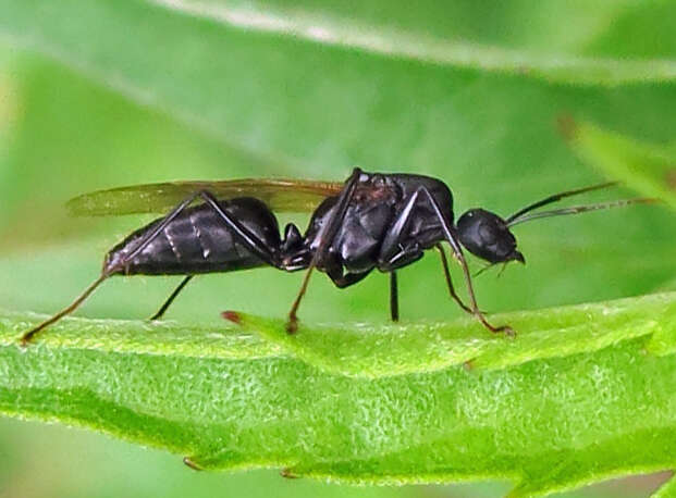 Image of (Eastern) black carpenter ant