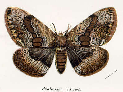 Image of Brahmaea Walker 1855