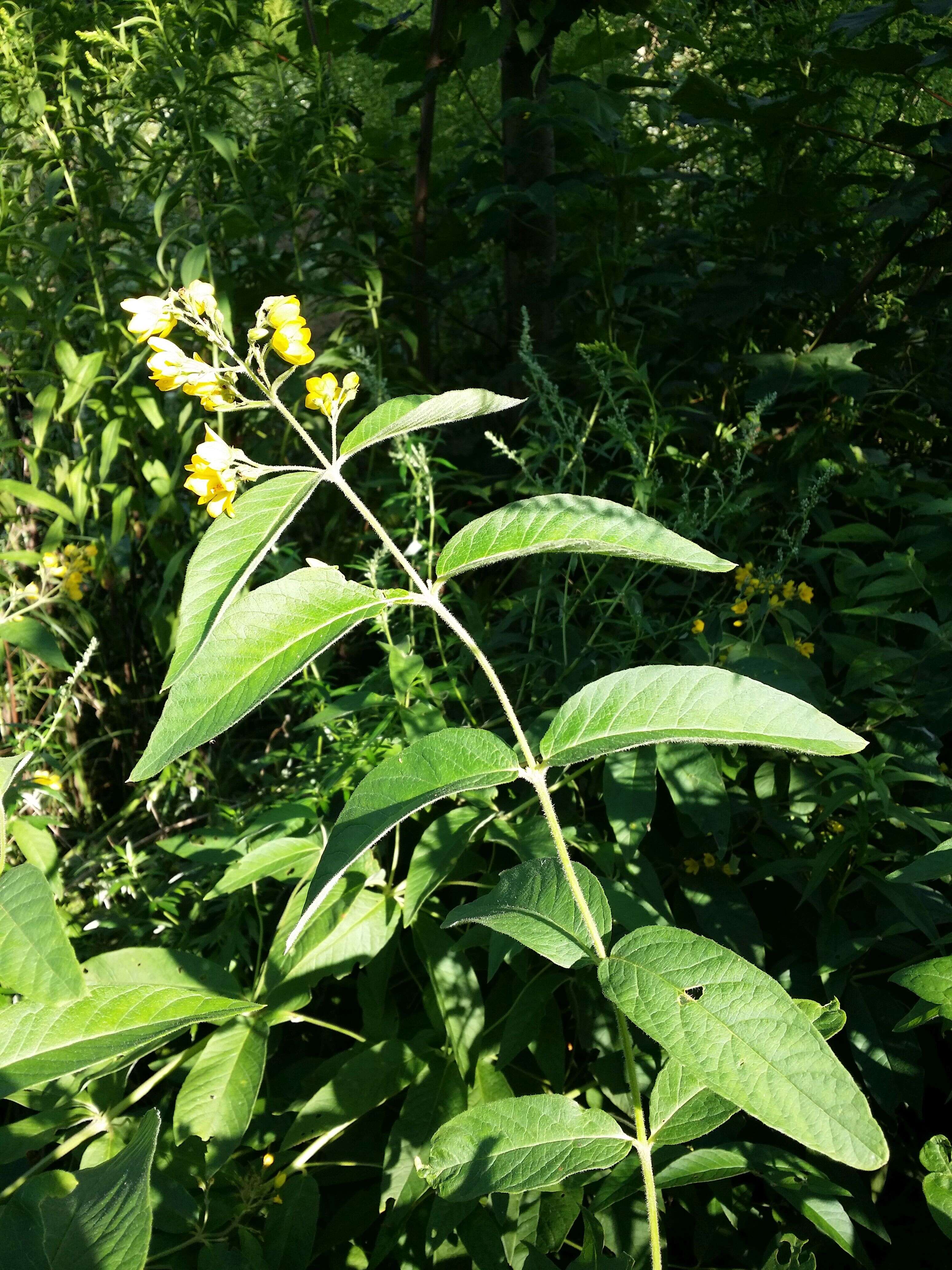 Image of Yellow Loosestrife