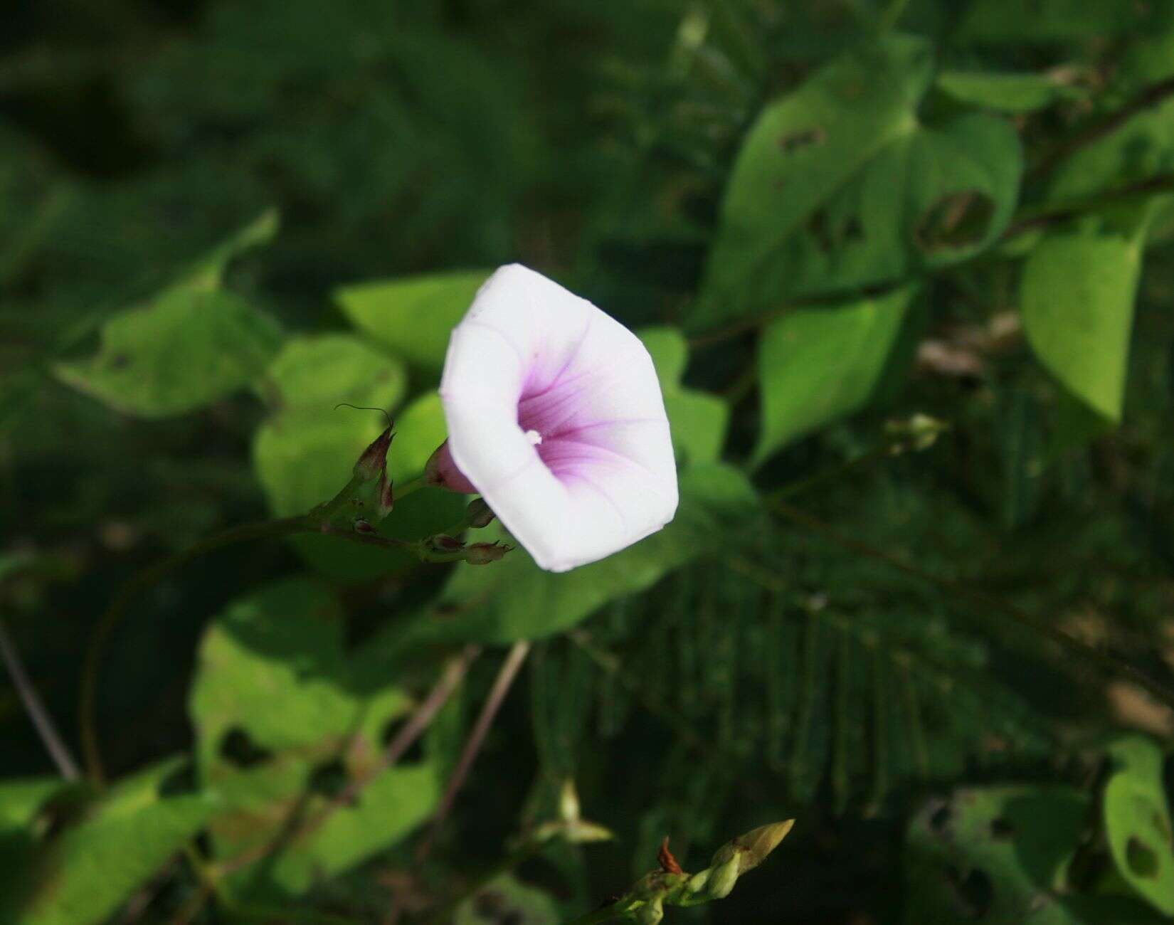 Слика од Ipomoea trifida (Kunth) G. Don