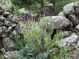 Image of French lavender