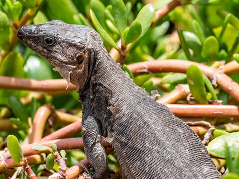 Image of Gran Canaria Giant Lizard