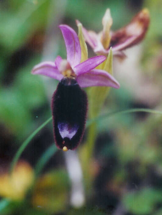 Image of Bertoloni's Ophrys