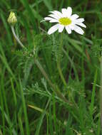 Anthemis arvensis L. resmi