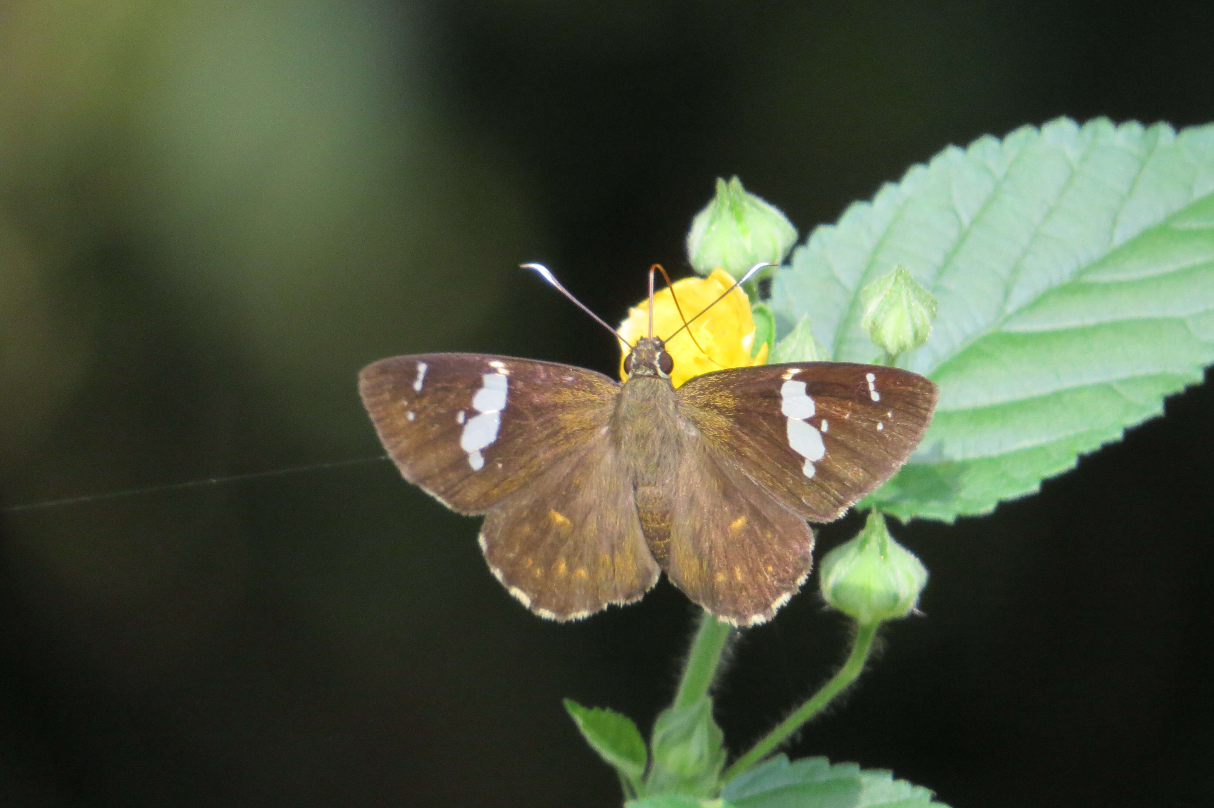 Celaenorrhinus leucocera Kollar 1848 resmi