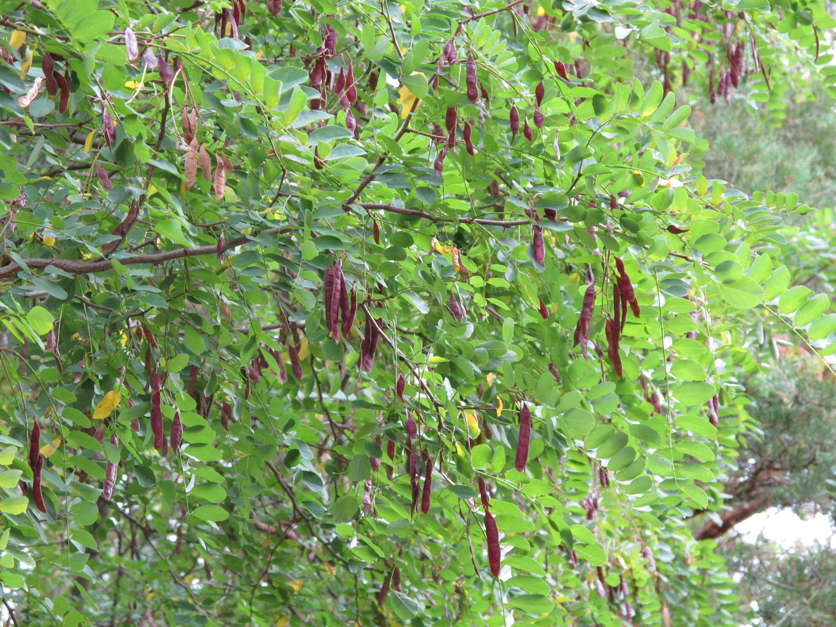 Image of black locust