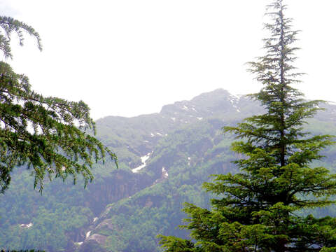 Image of Deodar cedar