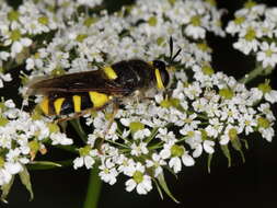 Image of Stratiomys chamaeleon (Linnaeus 1758)