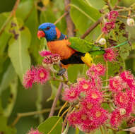 Image of Red-collared Lorikeet