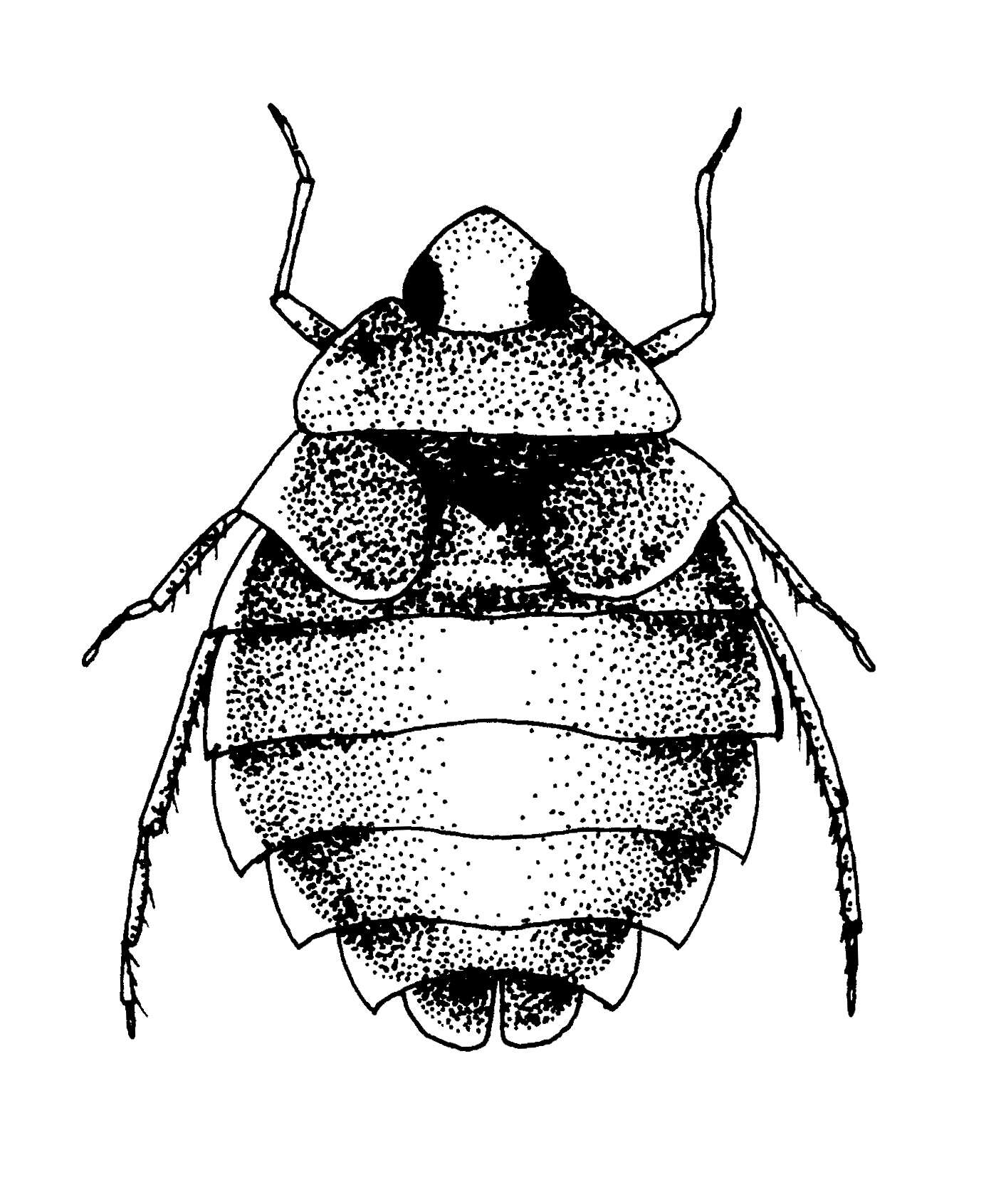 Image of Aphelocheirus subgen. Aphelocheirus Westwood 1833