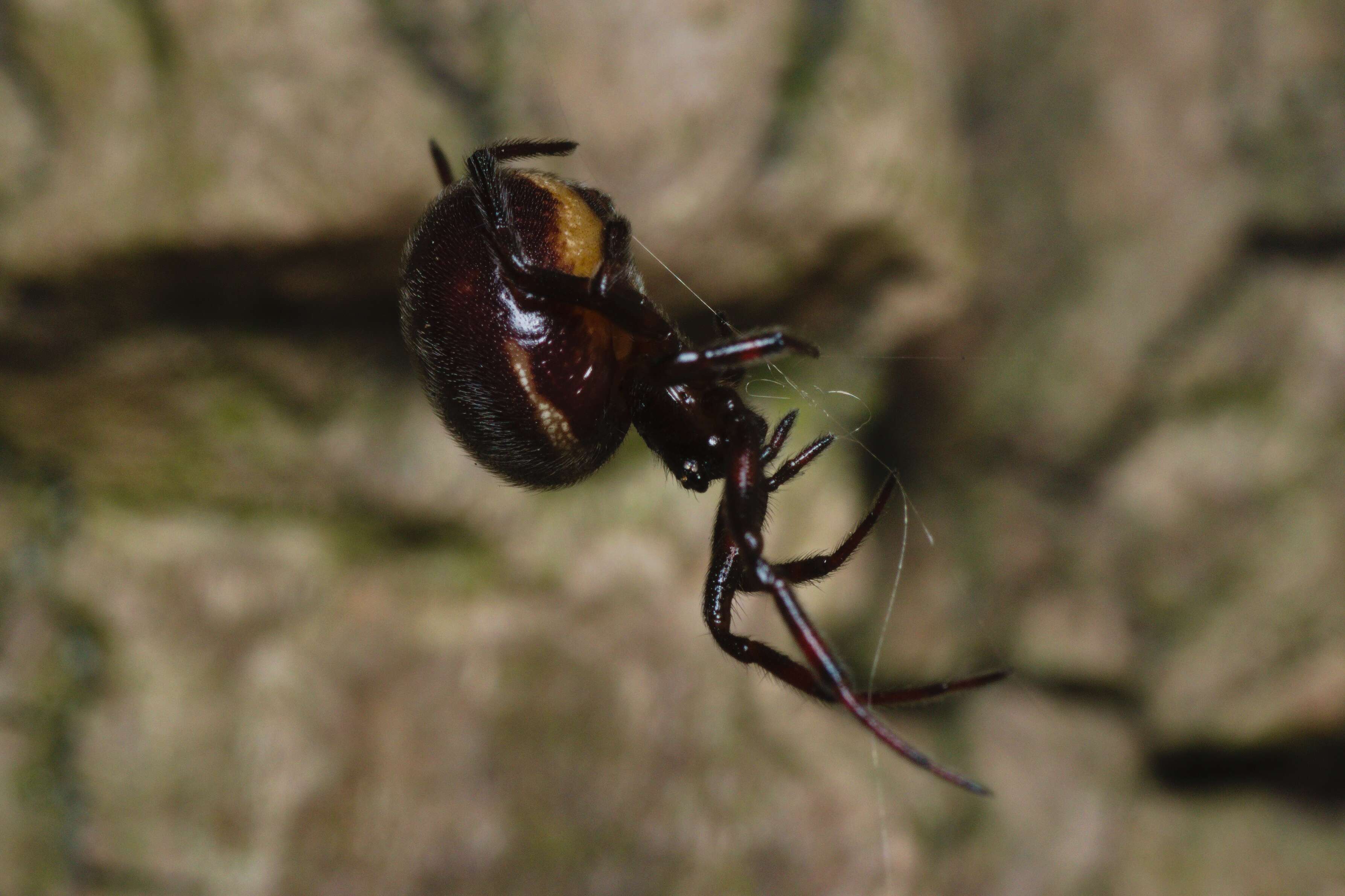 Image of False widow