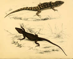 Image of Black girdled lizard