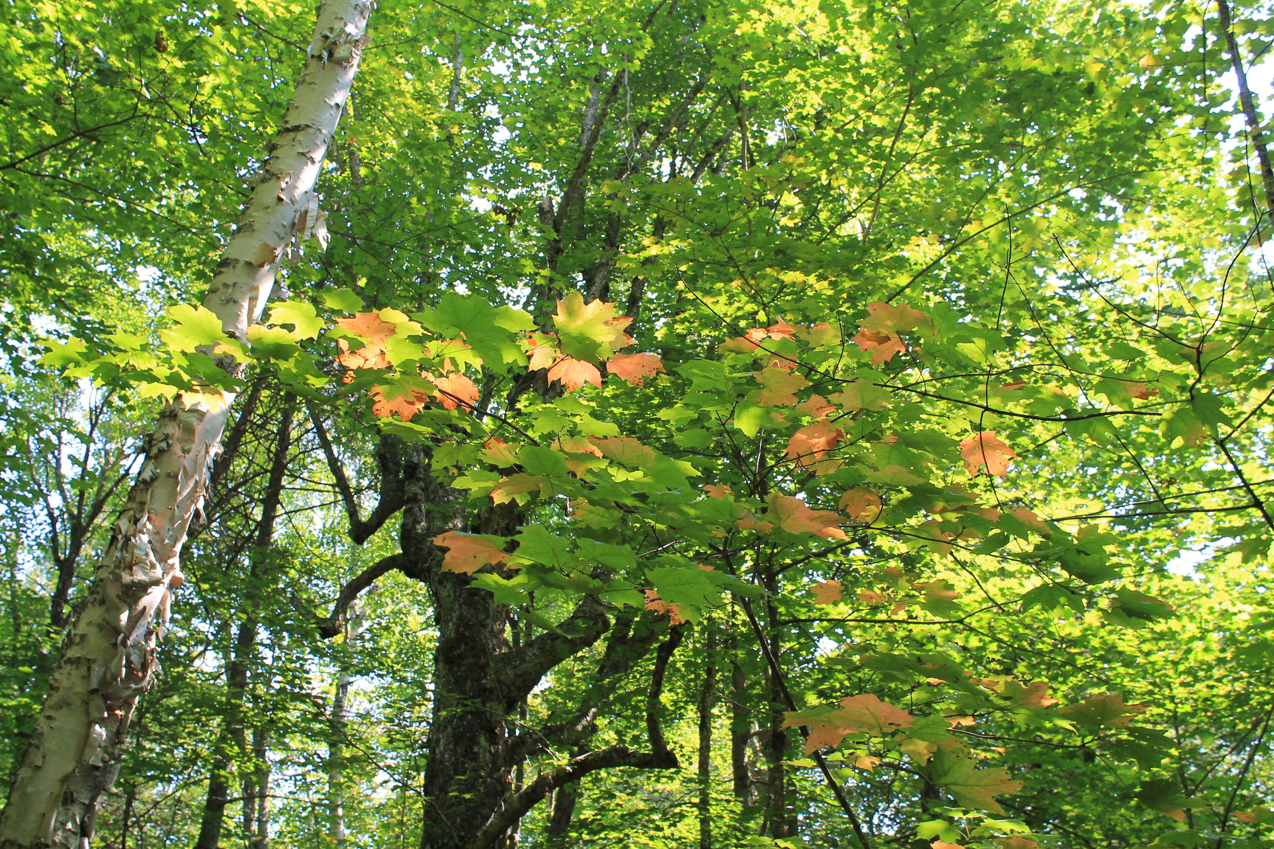 Image of sugar maple