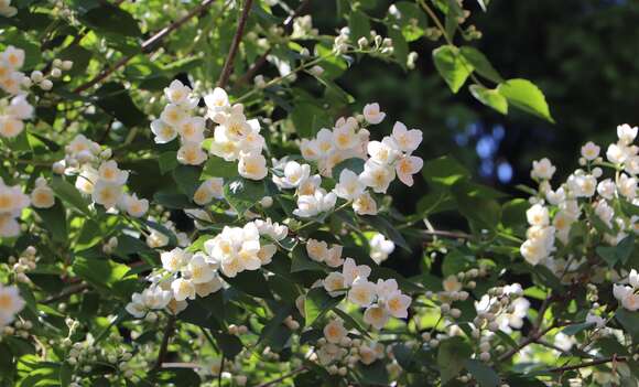 Image of sweet mock orange