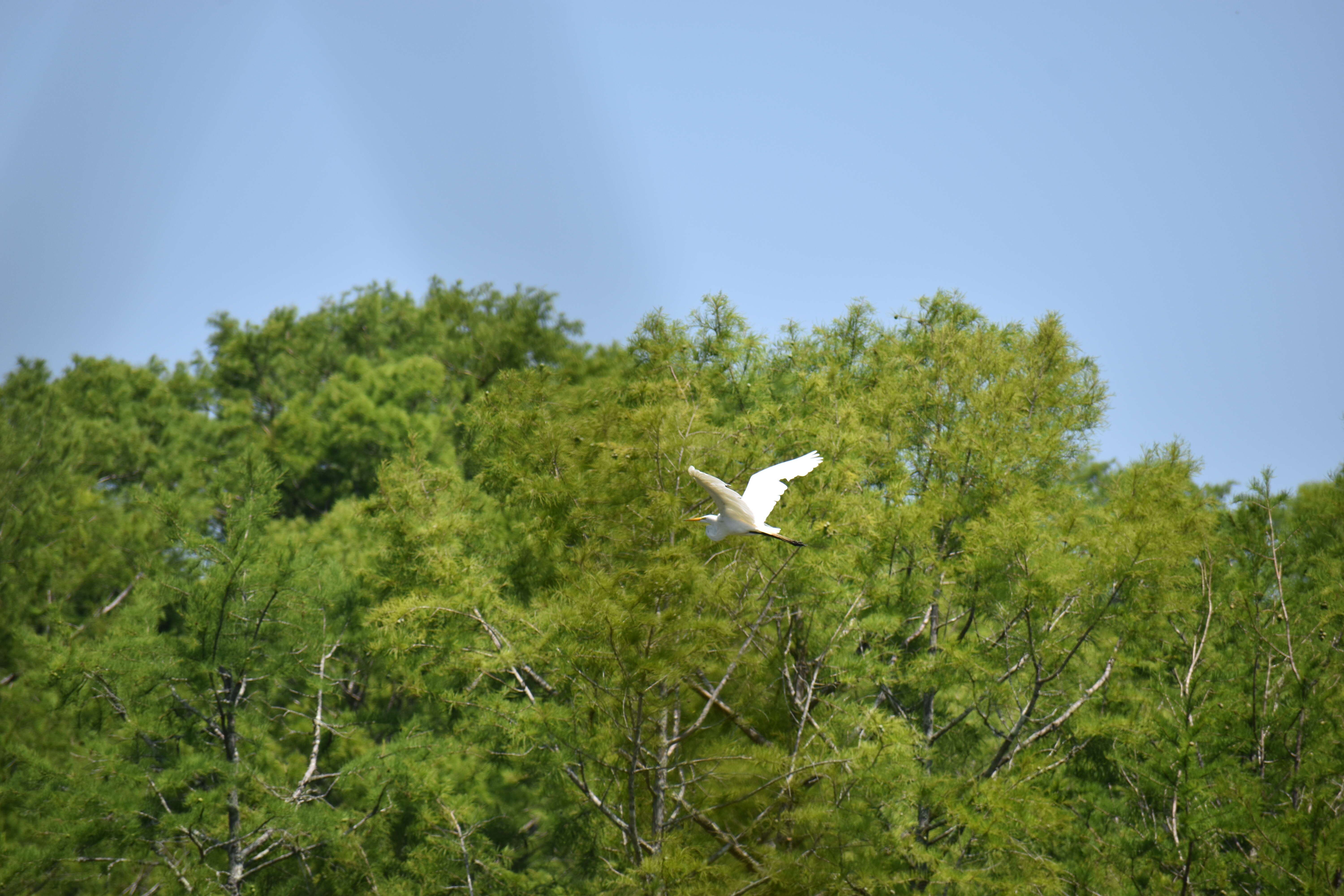 Image of Bald Cypress