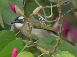 Image of Light-vented Bulbul