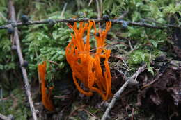 Image of Calocera viscosa (Pers.) Fr. 1821