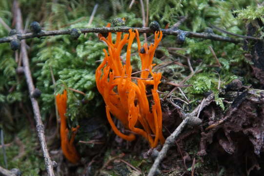 Imagem de Calocera viscosa (Pers.) Fr. 1821