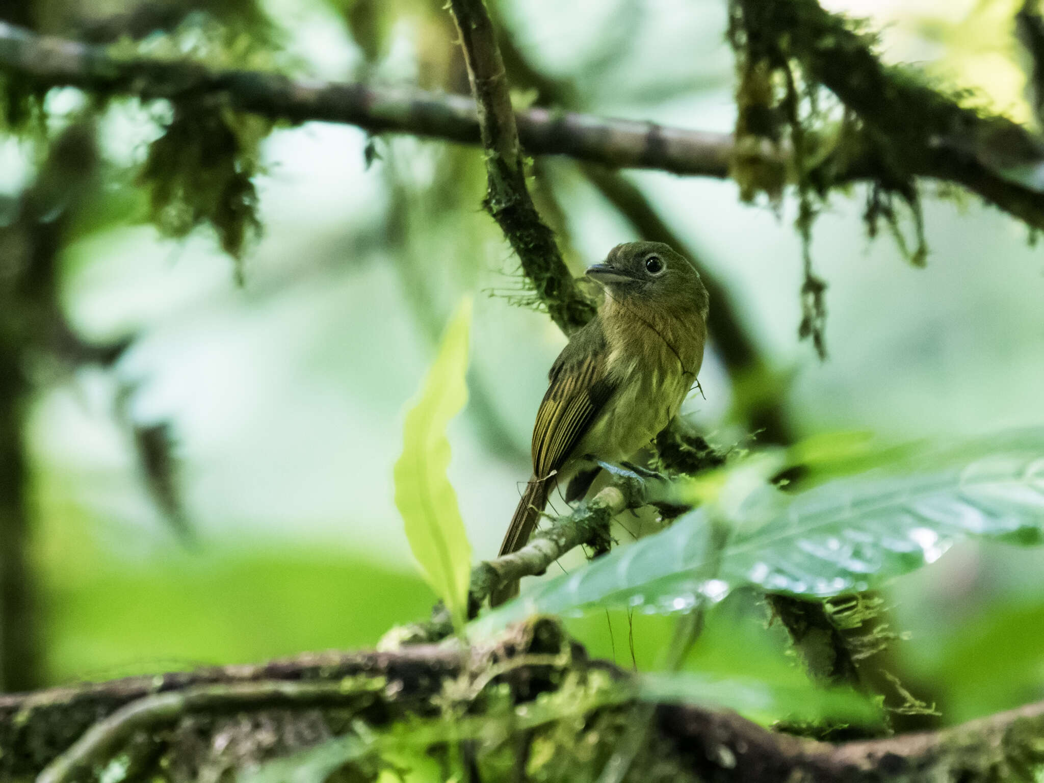 Image of Fulvous-breasted Flatbill