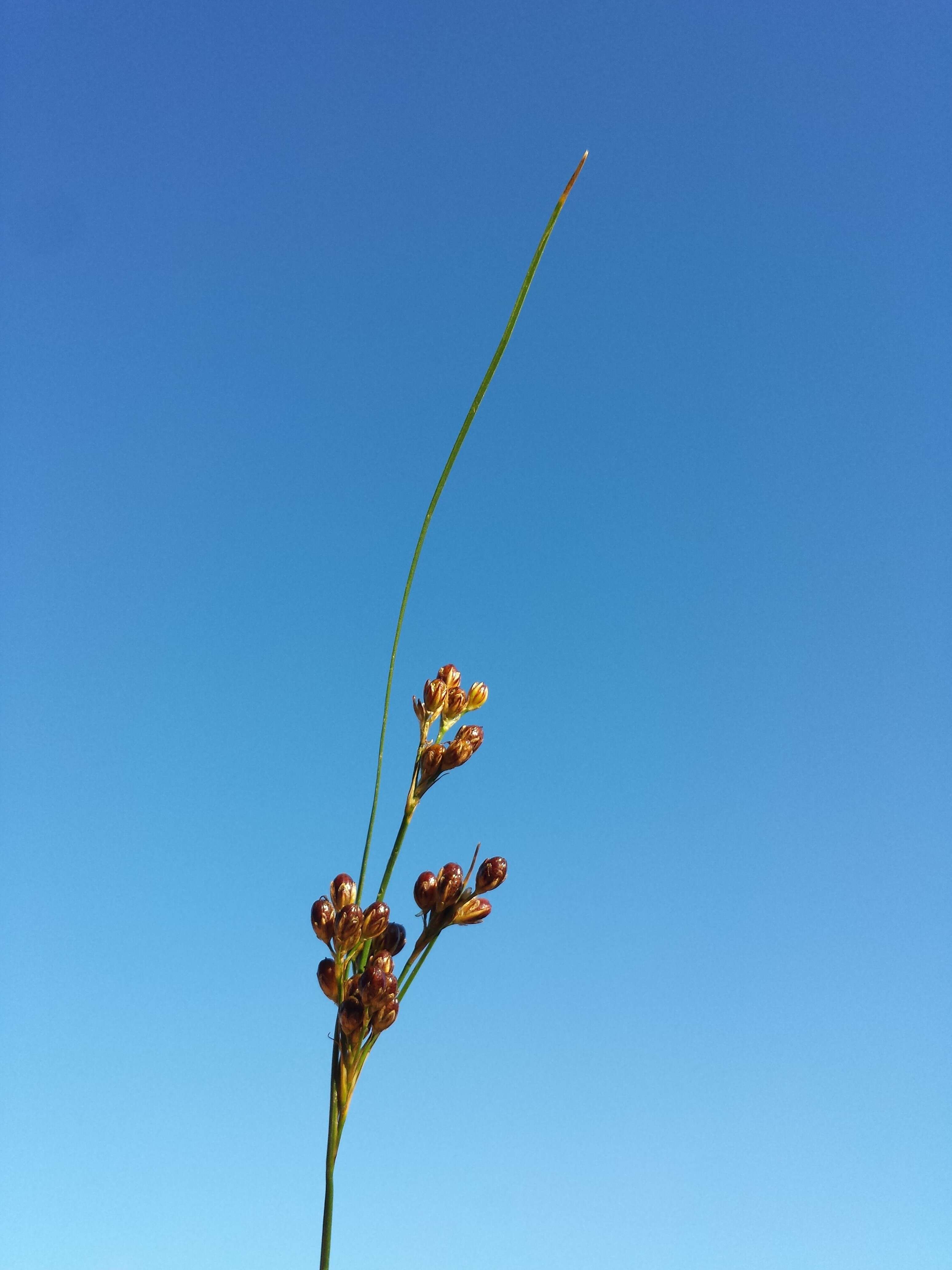 Image of Round-fruited Rush