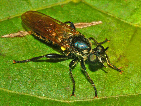 Image of Choerades marginata