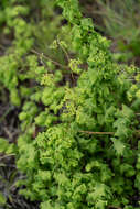 Image of American climbing fern