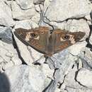 Plancia ëd Junonia grisea