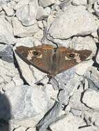 Image of Junonia grisea