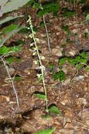 Image of Narrow-lipped helleborine