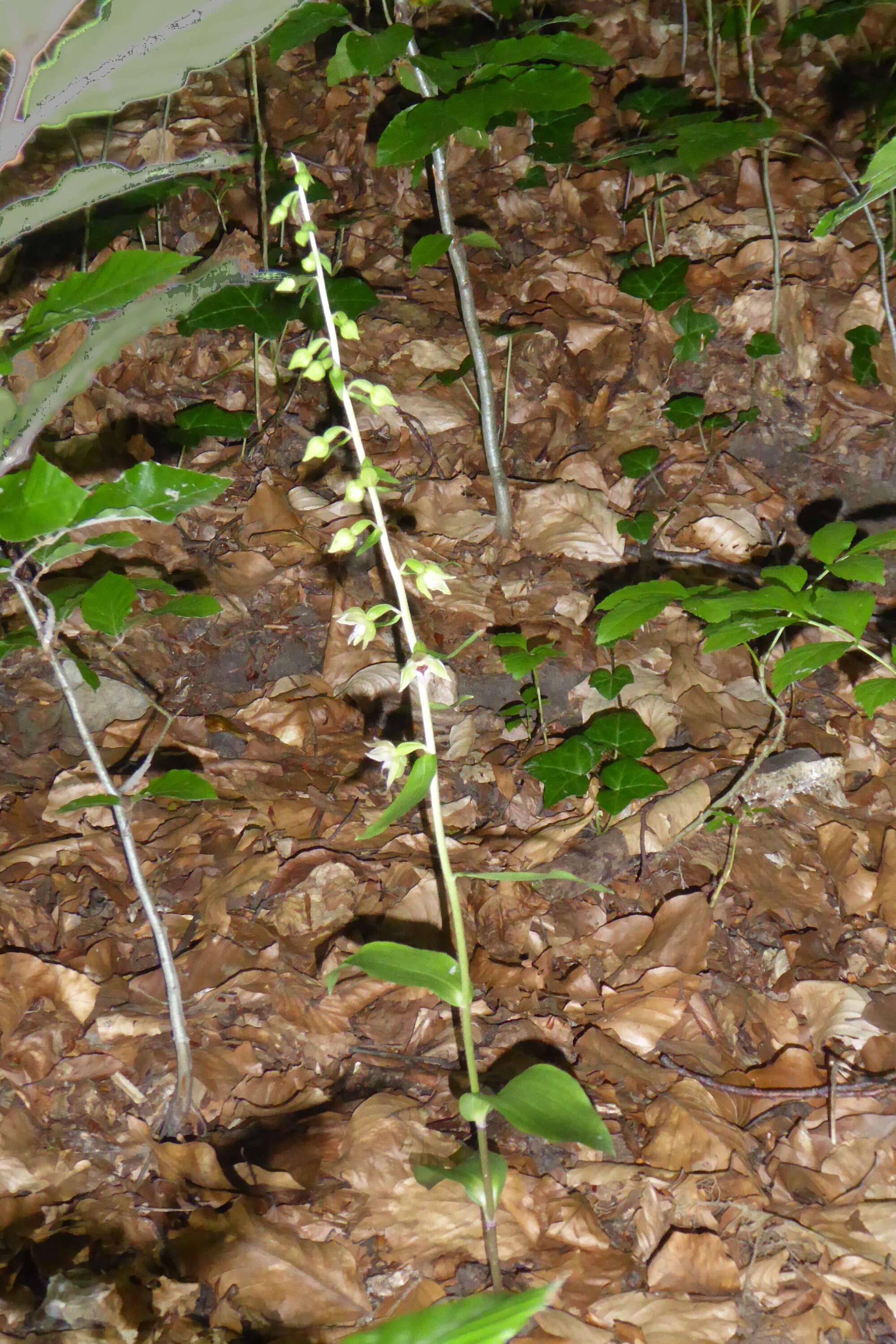 Imagem de Epipactis leptochila (Godfery) Godfery