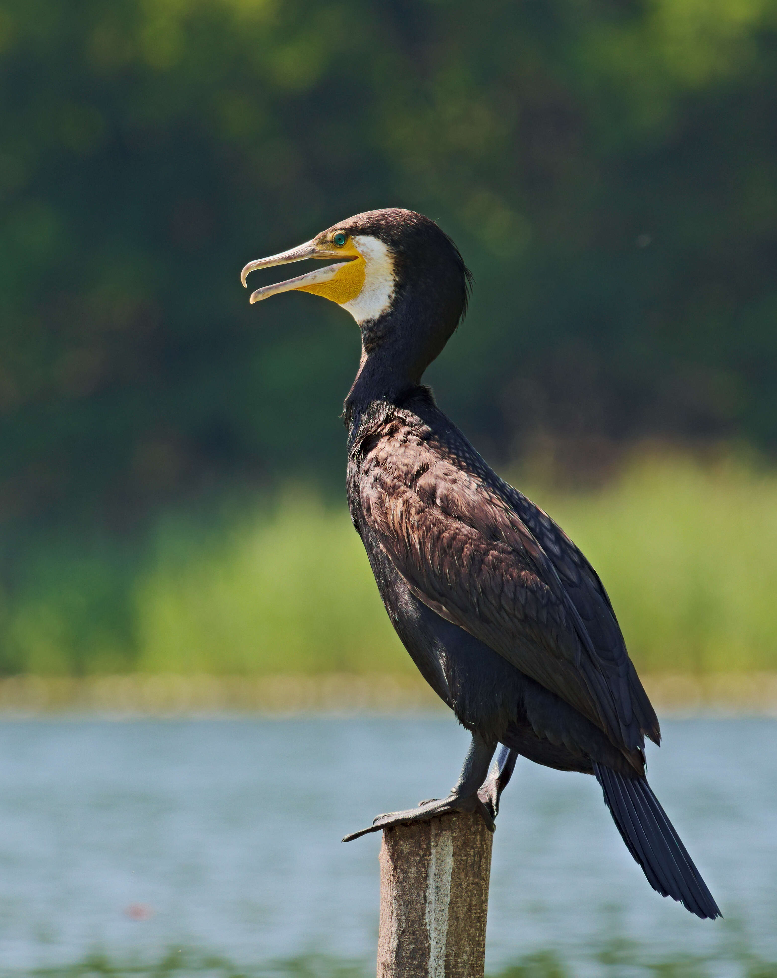 Image of Black Shag