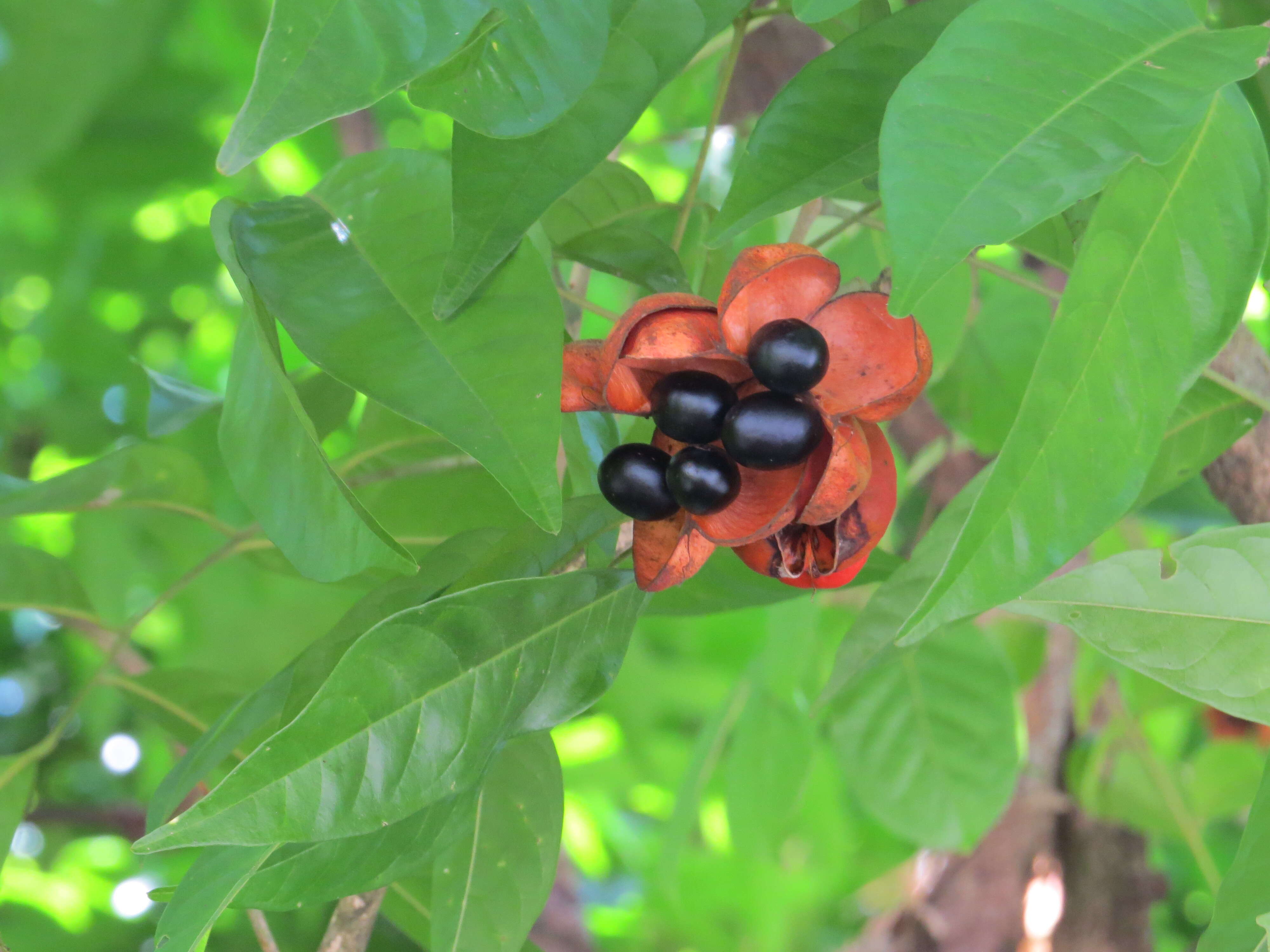 Image of tulip-wood tree