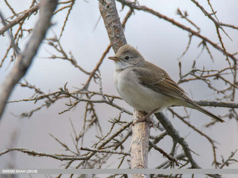 Image of Sylvia communis