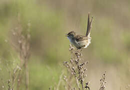 Слика од Prinia gracilis (Lichtenstein & Mhk 1823)