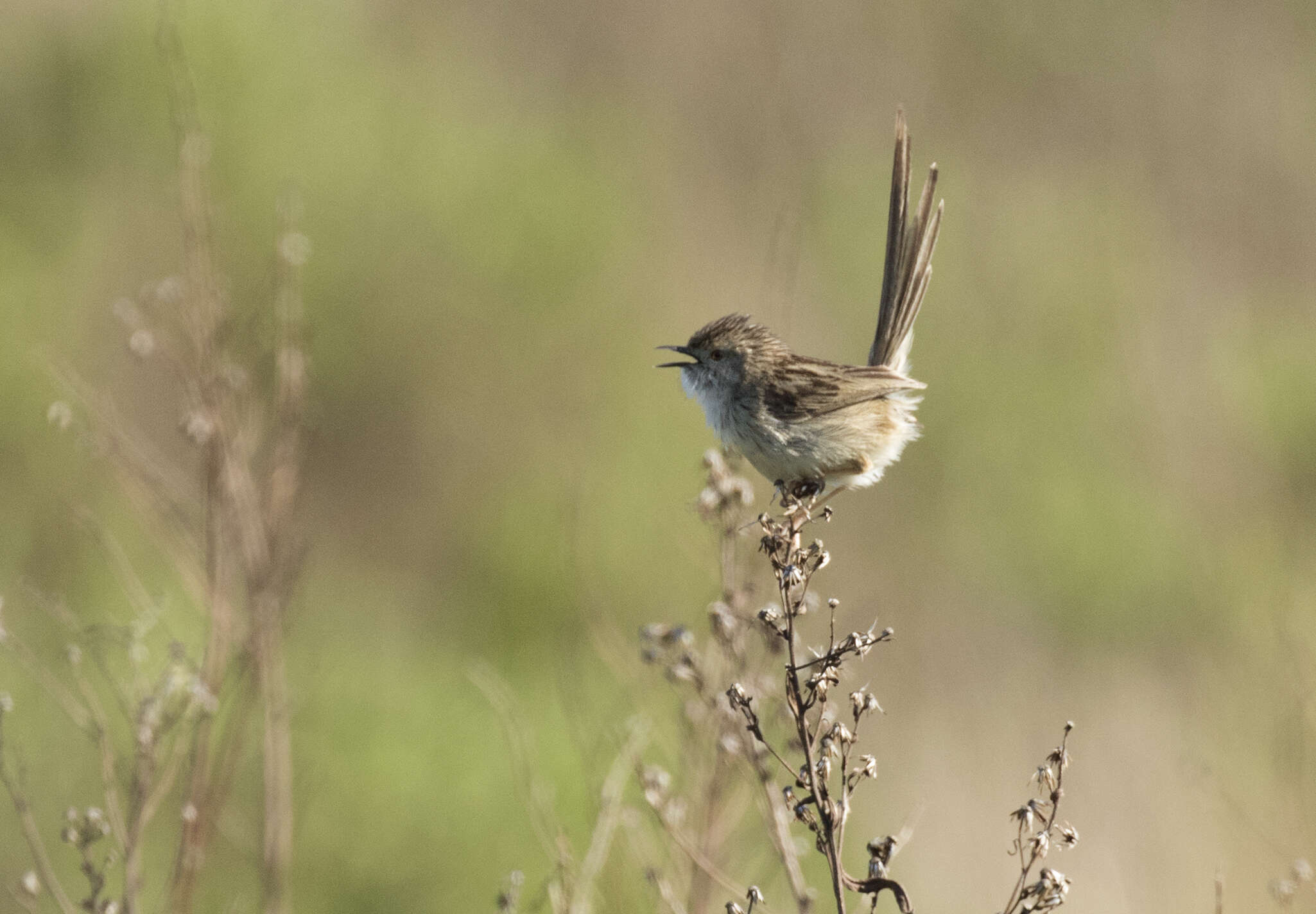 Слика од Prinia gracilis (Lichtenstein & Mhk 1823)
