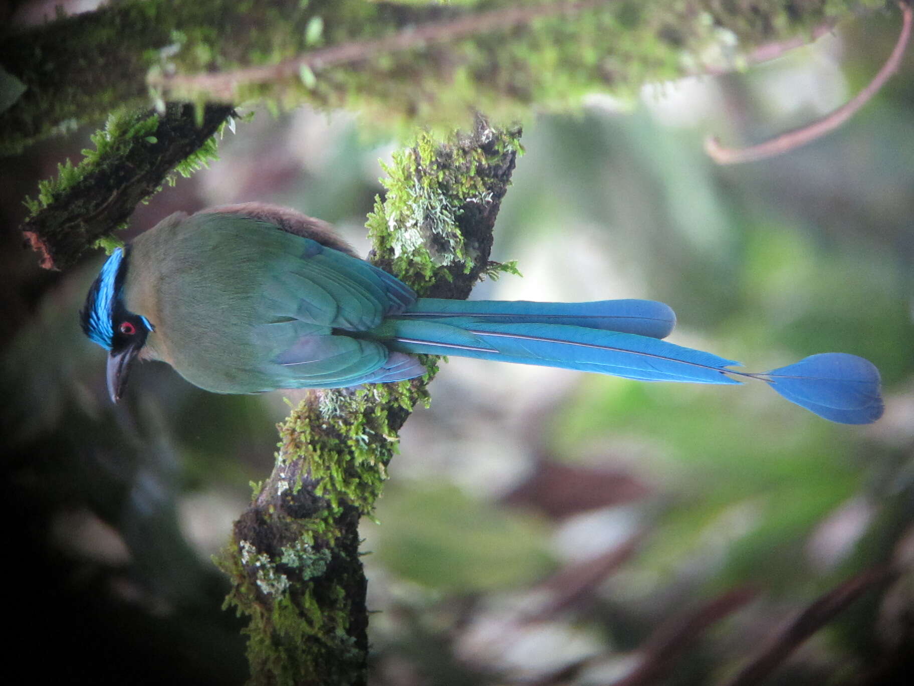 Image of Andean Motmot