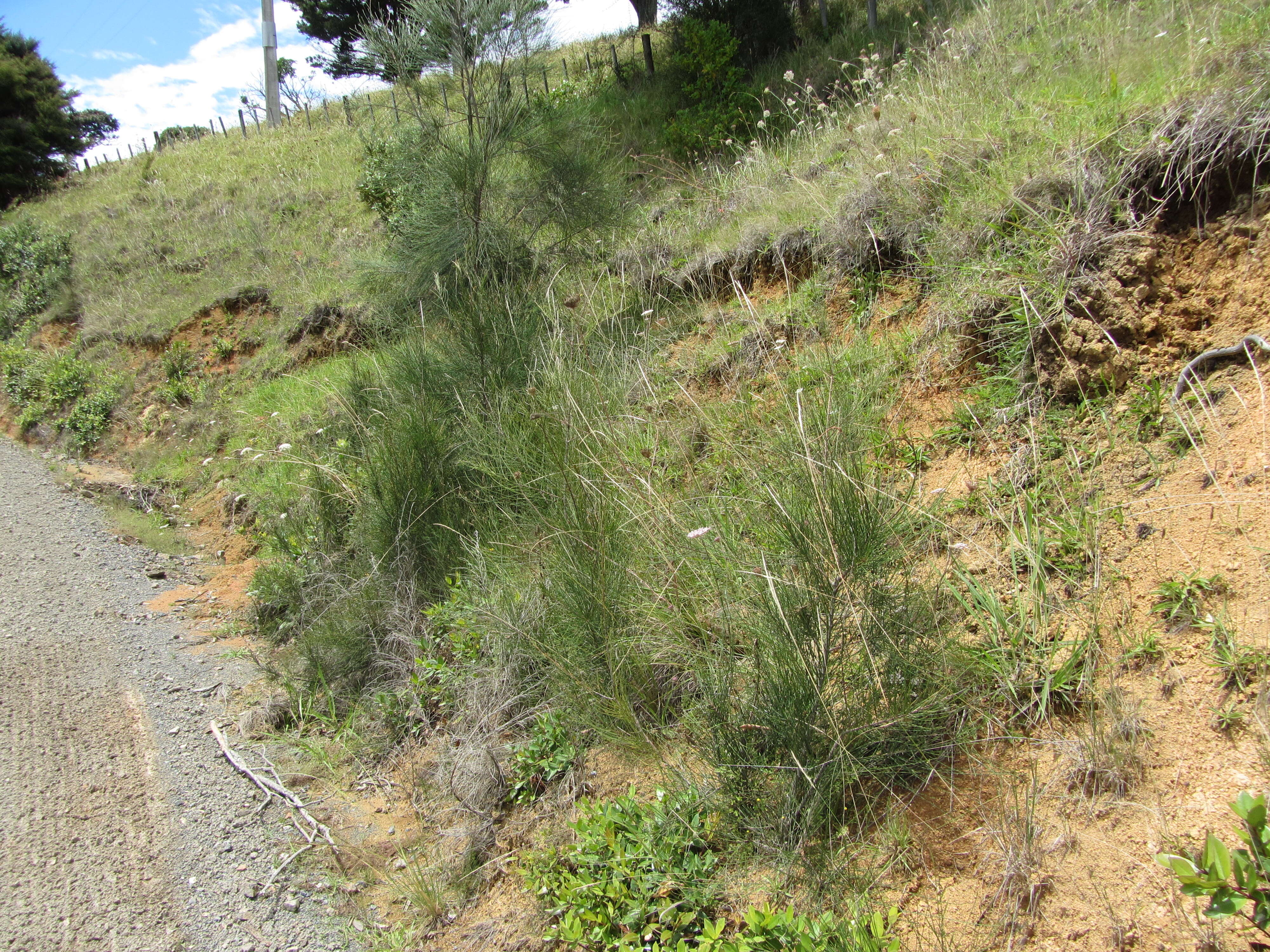 Image of gray sheoak