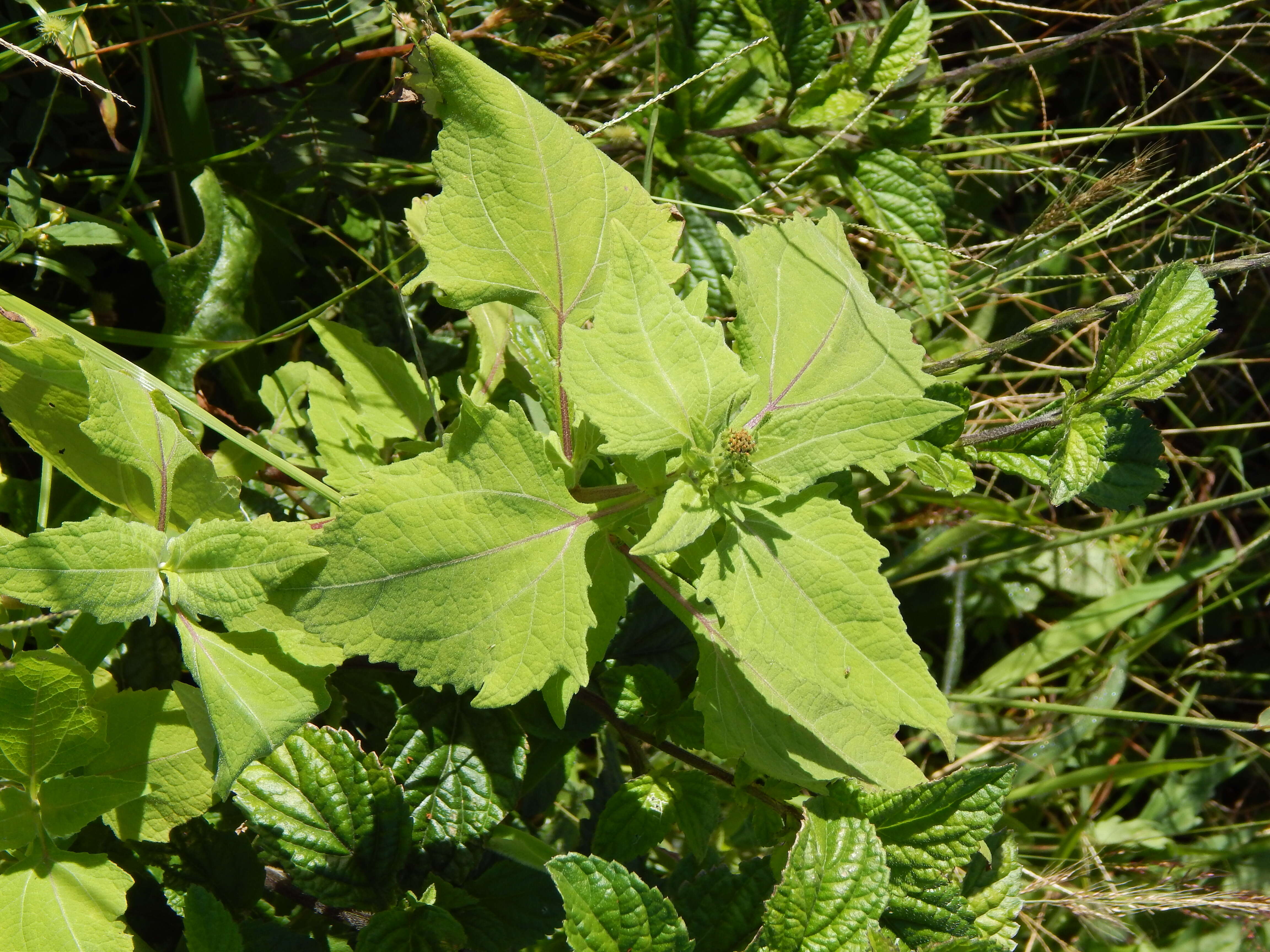 Image of common St. Paul's wort