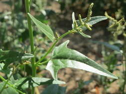 Image de Atriplex sagittata Bkh.