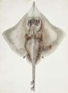 Image of New Zealand rough skate