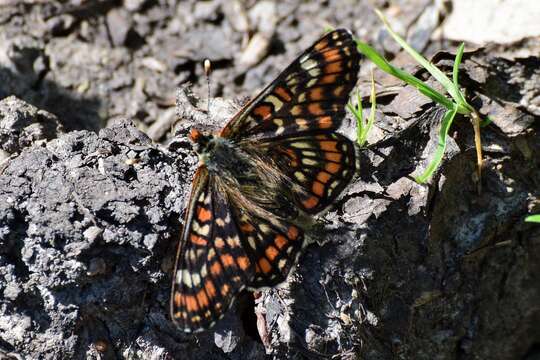 Plancia ëd Euphydryas maturna