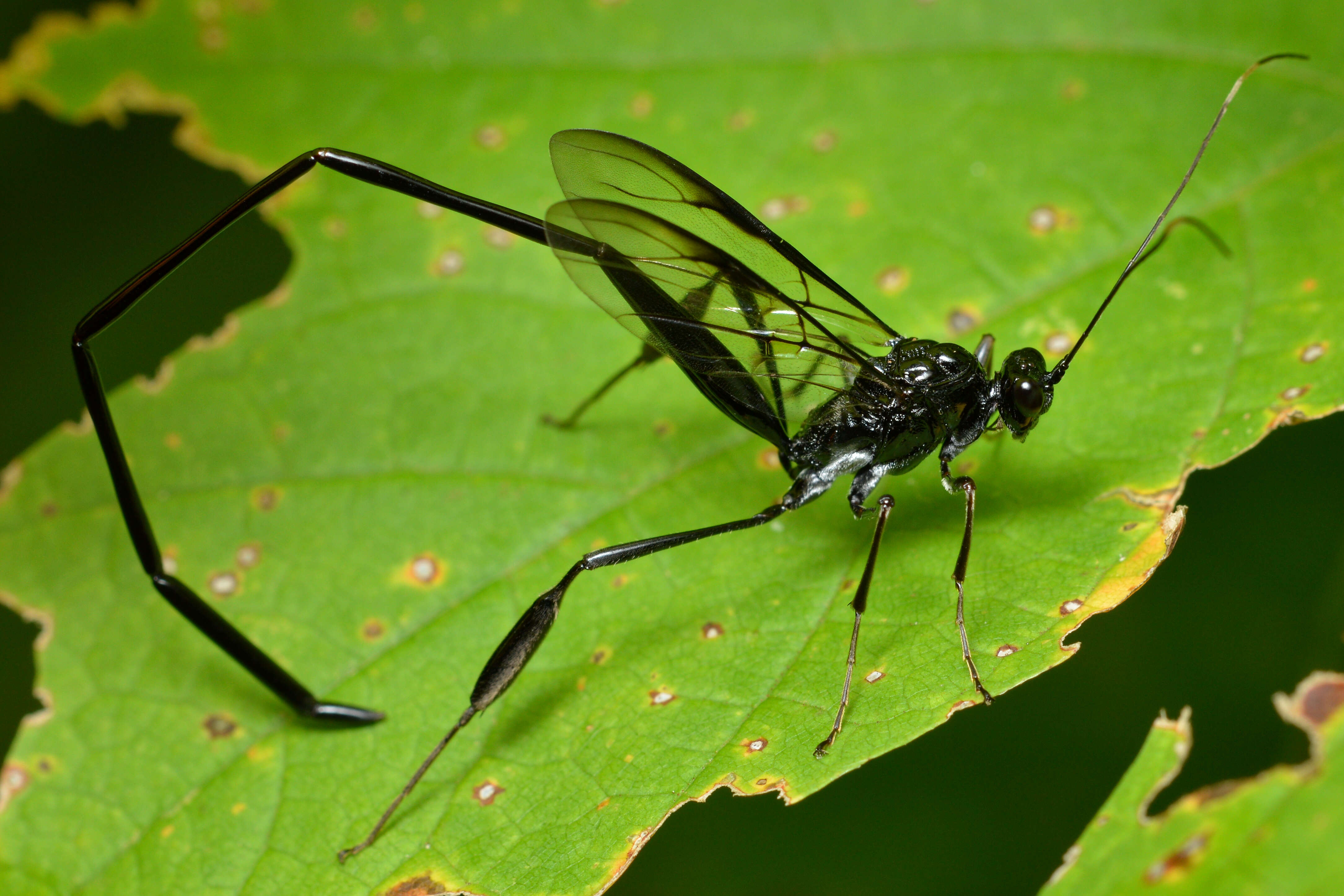 Image of Pelecinid Wasp