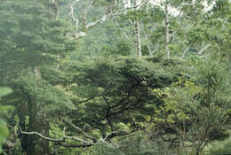 Image of Nothofagus solandri (Hook. fil.) Oerst.