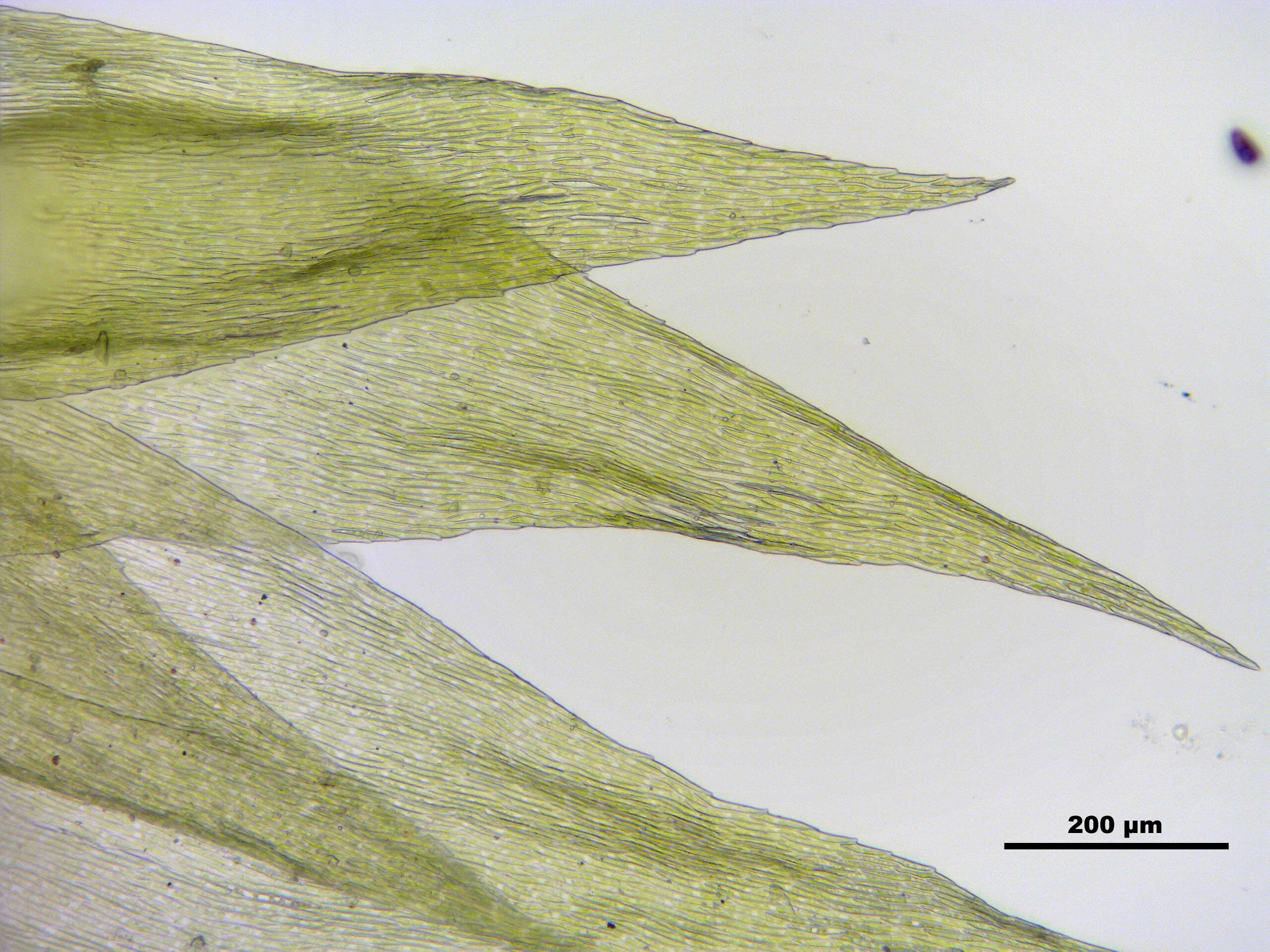 Слика од Brachythecium mildeanum W. P. Schimper ex Milde 1862