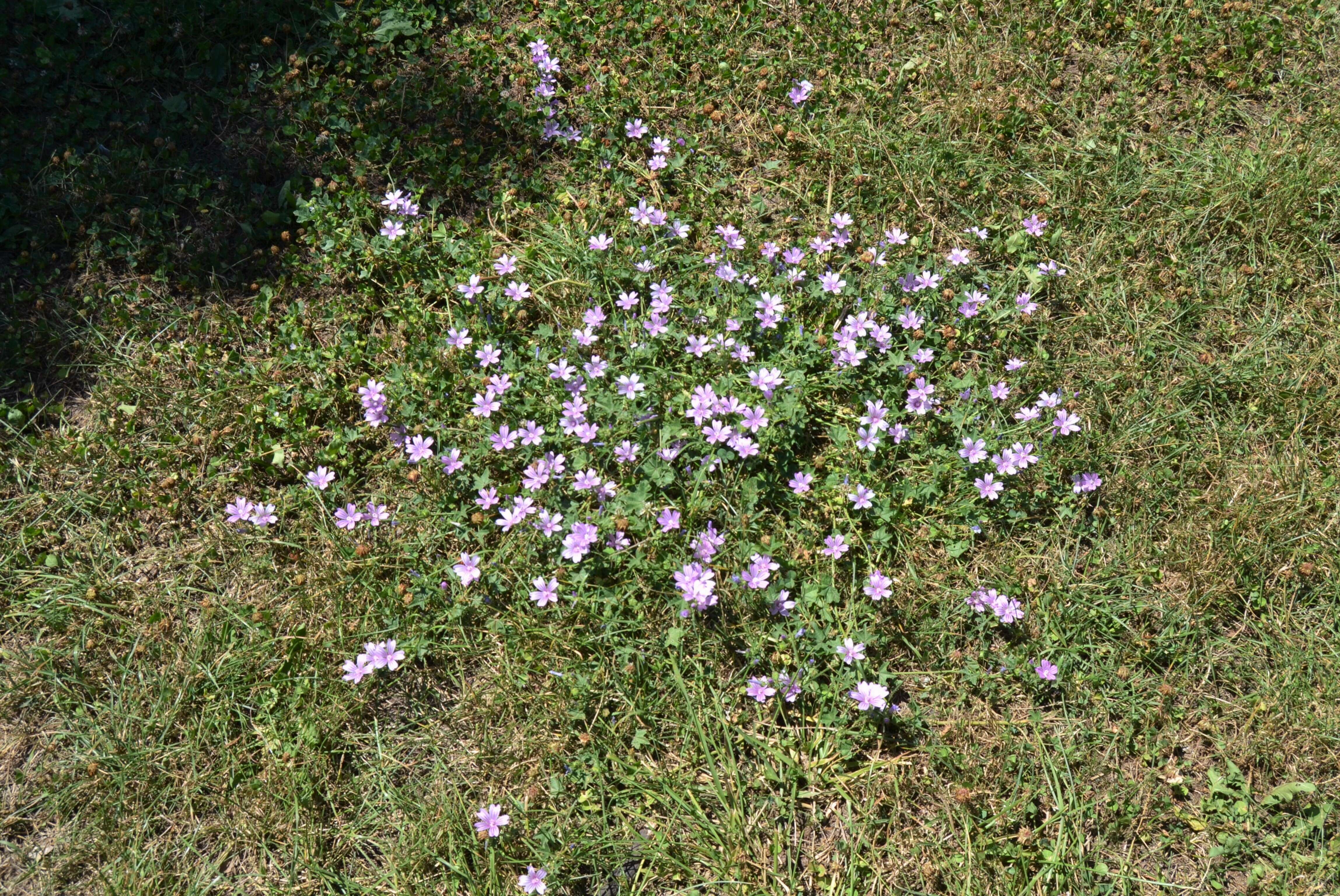 Image of common mallow