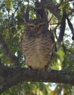 Image of Burrowing Owl