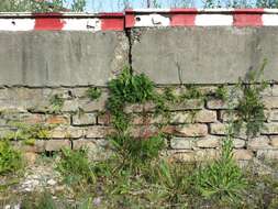 Image of Wall-rue