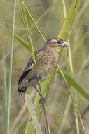 Image of Black-winged Bishop