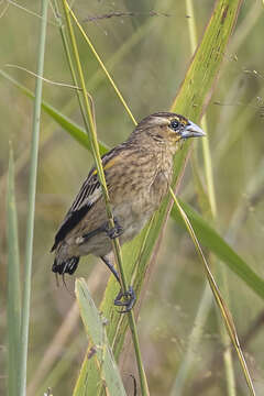 Image of Black-winged Bishop